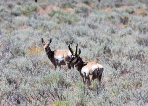 2015 California Pronghorn Antelope Zone 4 Lassen Young Buck - SC2 Outdoors Scouting Photo 3218